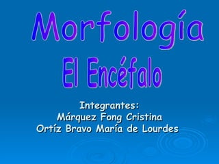 Integrantes: Márquez Fong Cristina Ortíz Bravo María de Lourdes  El Encéfalo Morfología  
