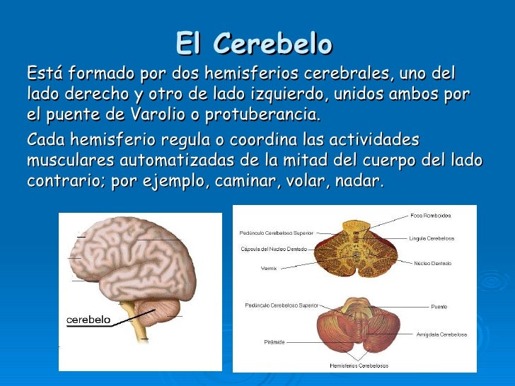 cerebro