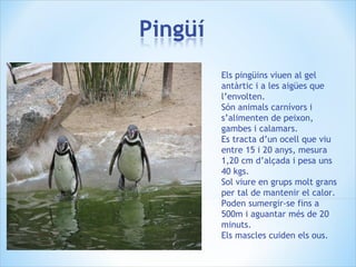Els pingüins viuen al gel
antàrtic i a les aigües que
l’envolten.
Són animals carnívors i
s’alimenten de peixon,
gambes i calamars.
Es tracta d’un ocell que viu
entre 15 i 20 anys, mesura
1,20 cm d’alçada i pesa uns
40 kgs.
Sol viure en grups molt grans
per tal de mantenir el calor.
Poden sumergir-se fins a
500m i aguantar més de 20
minuts.
Els mascles cuiden els ous.
 