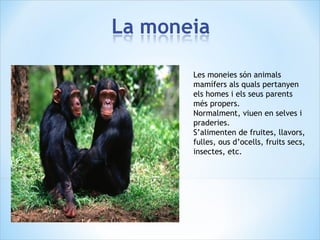 Les moneies són animals
mamífers als quals pertanyen
els homes i els seus parents
més propers.
Normalment, viuen en selves i
praderies.
S’alimenten de fruites, llavors,
fulles, ous d’ocells, fruits secs,
insectes, etc.
 