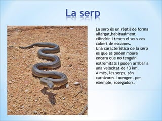 La serp és un rèptil de forma
allargat,habitualment
cilíndric i tenen el seus cos
cobert de escames.
Una característica de la serp
es que es poden moure
encara que no tenguin
extremitats i poden arribar a
una velocitat de 13 km.
A més, les serps, són
carnívores i mengen, per
exemple, rosegadors.
 