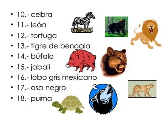 10.- cebra 11.- león  12.- tortuga 13.- tigre de bengala 14.- búfalo 15.- jabalí 16.- lobo gris mexicano 17.- oso negro 18.- puma 