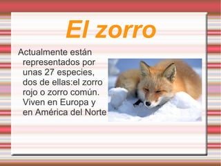 El zorro
Actualmente están
 representados por
 unas 27 especies,
 dos de ellas:el zorro
 rojo o zorro común.
 Viven en Europa y
 en América del Norte
 