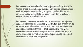 Los zorros son animales de color rojo y marrón, y también
tienen áreas blancas en su cuerpo. Son perros pequeños con
narices largas, y orejas largas y puntiagudas. Tienen un
excelente oído y su olfato les permite evitar el peligro y
encontrar fuentes de alimentos.
Los zorros consumen variedades de alimentos, por ejemplo
conejos, escarabajos, gusanos, y las frutas que crecen en su
entorno. También se les conoce por consumir los alimentos
que las personas desechan. Estos animales se han visto
cavando en cubos de basura para encontrar alimentos. La
anatomía de los zorros está diseñada para darle velocidad
cuando van a capturar sus presas.
 