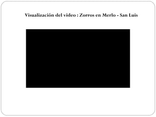 Visualización del video : Zorros en Merlo - San Luis
 