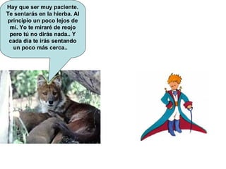 Hay que ser muy paciente. Te sentarás en la hierba. Al principio un poco lejos de mí. Yo te miraré de reojo pero tú no dirás nada.. Y cada día te irás sentando un poco más cerca..  
