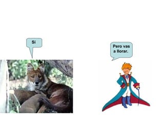 Sí   Pero vas a llorar.  