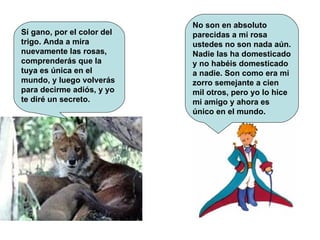 Sí gano, por el color del trigo. Anda a mira nuevamente las rosas, comprenderás que la tuya es única en el mundo, y luego volverás para decirme adiós, y yo te diré un secreto.  No son en absoluto parecidas a mi rosa ustedes no son nada aún. Nadie las ha domesticado y no habéis domesticado a nadie. Son como era mi zorro semejante a cien mil otros, pero yo lo hice mi amigo y ahora es único en el mundo.  