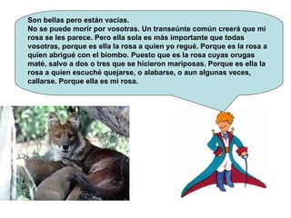 Son bellas pero están vacías. No se puede morir por vosotras. Un transeúnte común creerá que mi rosa se les parece. Pero ella sola es más importante que todas vosotras, porque es ella la rosa a quien yo regué. Porque es la rosa a quien abrigué con el biombo. Puesto que es la rosa cuyas orugas maté, salvo a dos o tres que se hicieron mariposas. Porque es ella la rosa a quien escuché quejarse, o alabarse, o aun algunas veces, callarse. Porque ella es mi rosa.  