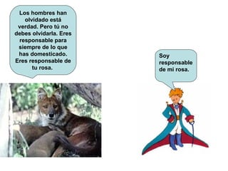 Los hombres han olvidado está verdad. Pero tú no debes olvidarla. Eres responsable para siempre de lo que has domesticado. Eres responsable de tu rosa.  Soy responsable de mi rosa. 