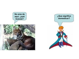 No eres de aquí. ¿qué buscas? ¿Que significa domesticar? 