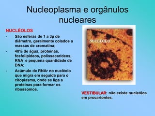 Nuclios De Rollo Biologia - Slide - Retículo endoplasmático | PPT