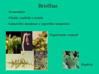 EM-2ª-SERIE-Aula-REINO-VEGETAL-biologia-04-05-2020.ppt