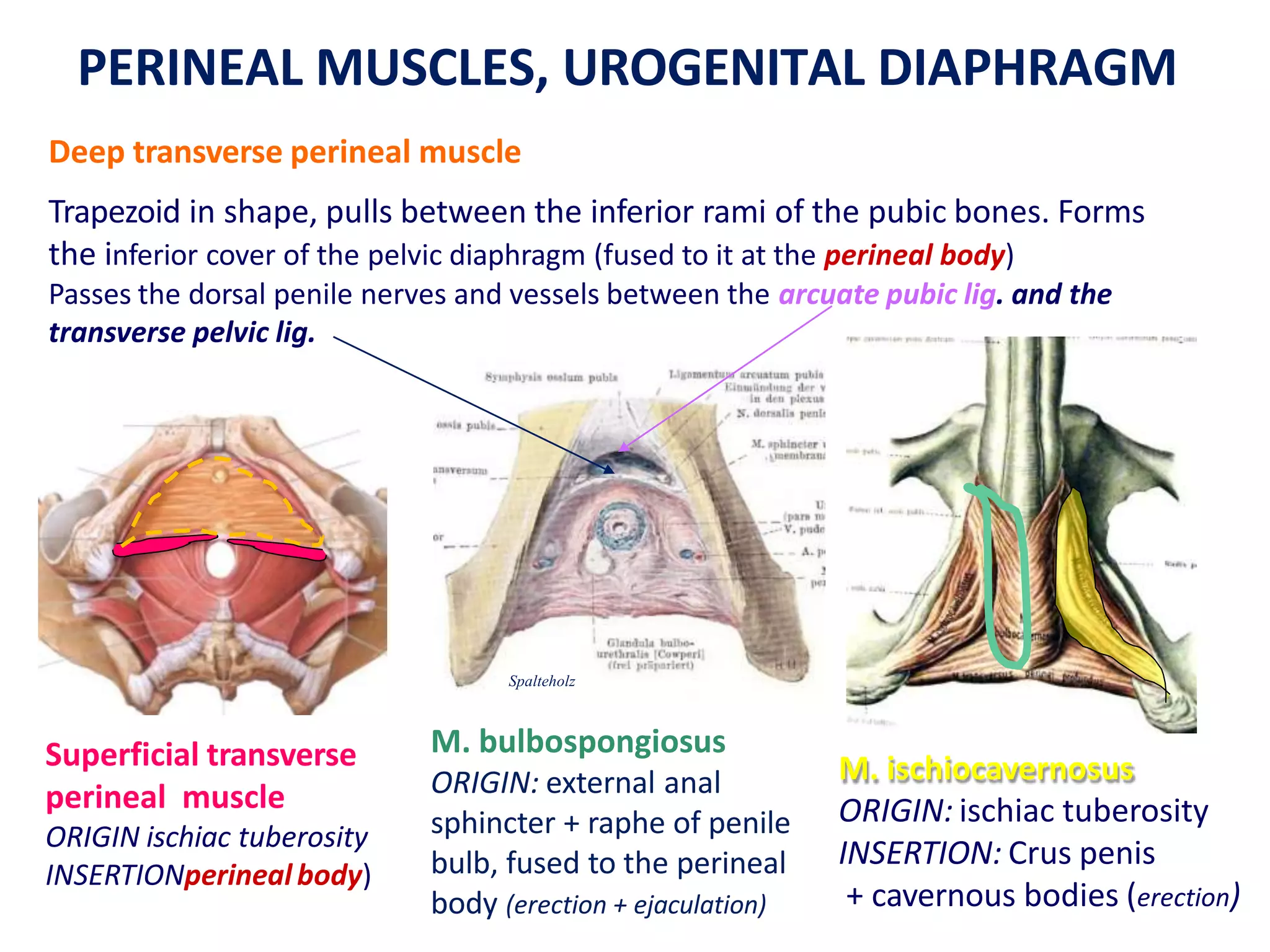 EM-I-1-8-male-pelvis-and-perineum-Székely-A-2019.pptx