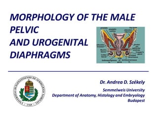 MORPHOLOGY OF THE MALE
PELVIC
AND UROGENITAL
DIAPHRAGMS
Dr. Andrea D. Székely
Semmelweis University
Department of Anatomy, Histology and Embryology
Budapest
 