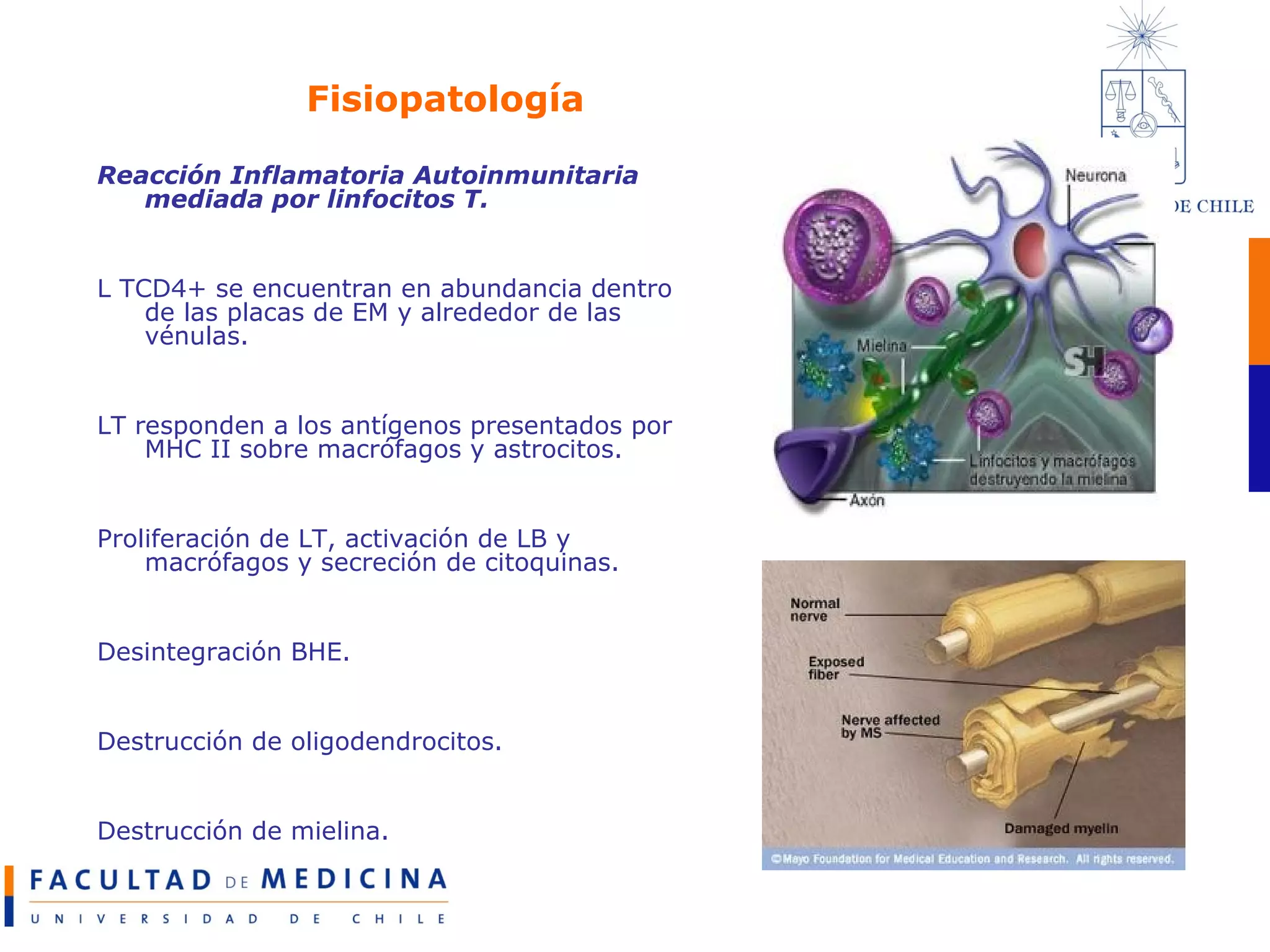 Fisiopatología Reacción Inflamatoria Autoinmunitaria mediada por linfocitos T. L TCD4+ se encuentran en abundancia dentro de las placas de EM y alrededor de las vénulas. LT responden a los antígenos presentados por MHC II sobre macrófagos y astrocitos. Proliferación de LT, activación de LB y macrófagos y secreción de citoquinas. Desintegración BHE. Destrucción de oligodendrocitos. Destrucción de mielina.  