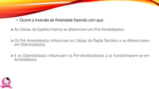 • Ocorre a Inversão de Polaridade fazendo com que:
 As Células do Epitélio Interno se diferenciem em Pré-Ameloblastos.
 Os Pré-Ameloblastos influenciam as Células da Papila Dentária a se diferenciarem
em Odontoblastos.
 E os Odontoblastos influenciam os Pré-Amelosblastos a se transformarem-se em
Ameloblastos.
 