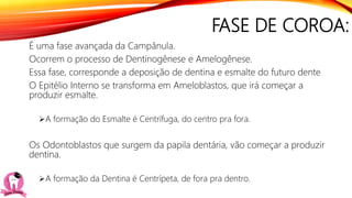 FASE DE COROA:
É uma fase avançada da Campânula.
Ocorrem o processo de Dentinogênese e Amelogênese.
Essa fase, corresponde a deposição de dentina e esmalte do futuro dente
O Epitélio Interno se transforma em Ameloblastos, que irá começar a
produzir esmalte.
A formação do Esmalte é Centrífuga, do centro pra fora.
Os Odontoblastos que surgem da papila dentária, vão começar a produzir
dentina.
A formação da Dentina é Centrípeta, de fora pra dentro.
 