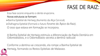 FASE DE RAIZ:
Essa fase ocorre enquanto o dente erupciona.
Novas estruturas se formam:
Bainha Epitelial de Hertwig (Aumento da Alça Cervical).
Diafragma Epitelial (Formará o futuro forame do Ápice da Raiz).
O osso que estava em formação se incorpora.
A Bainha Epitelial de Hertwig estimula a diferenciação da Papila Dentária em
Odontoblastos, e o Odontoblasto secreta a dentina radicular.
Conforme a dentina vai crescendo, ela rompe a Bainha Epitelial de
Hertwig, formando os Restos Epiteliais de Malassez.
 