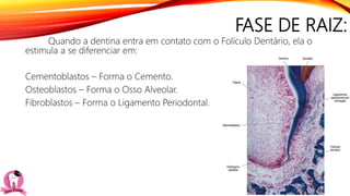 FASE DE RAIZ:
Quando a dentina entra em contato com o Folículo Dentário, ela o
estimula a se diferenciar em:
Cementoblastos – Forma o Cemento.
Osteoblastos – Forma o Osso Alveolar.
Fibroblastos – Forma o Ligamento Periodontal.
 