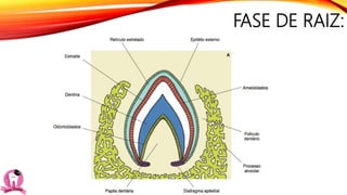 FASE DE RAIZ:
 