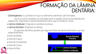 FORMAÇÃO DA LÂMINA
DENTÁRIA:
Odontogênese: é o período em que os elementos dentários são formados.
Inicia-se como resultado da interação entre o Epitélio Oral e Ectomesênquima
subjacente, originando a banda epitelial primária, que se divide em duas:
Lâmina Vestibular: Originará o vestíbulo da boca.
Lâmina Dentária: Originará os dentes.
Os germes dentários passam por algumas fases de desenvolvimento, que são
respectivamente:
Fase de Botão.
Fase de Capuz.
Fase de Campânula.
Fase de Coroa.
Fase de Raiz.
 