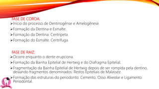 FASE DE COROA:
Início do processo de Dentinogênse e Amelogênese.
Formação da Dentina e Esmalte.
Formação da Dentina: Centrípeta.
Formação do Esmalte: Centrífuga.
FASE DE RAIZ:
Ocorre enquanto o dente erupciona.
Formação da Bainha Epitelial de Hertwig e do Diafragma Epitelial.
Fragmentação da Bainha Epitelial de Hertwig depois de ser rompida pela dentino,
deixando fragmentos denominados: Restos Epiteliais de Malassez.
Formação das estruturas do periodonto: Cemento, Osso Alveolar e Ligamento
Periodontal.
 