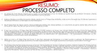 RESUMO:
PROCESSO COMPLETO1. As células da Crista Neural, migram para a região do Ectomesênquima Oral. As Células do Epitélio Oral de proliferam formando a Banda
Epitelial Primária que se divide em Lâmina Vestibular e Lâmina Dentária.
2. A lâmina Dentária se prolifera formando o Botão, dando início a 1ª etapa (Fase de Botão), onde ocorre a formação das 10 Esférulas Superiores e
10 Esférulas Inferiores e condensação do Ectomesênquima.
3. Na 2ª Etapa (Fase de Capuz), ocorre intensa proliferação mitótica das células epiteliais, e o crescimento do germe dental não-uniforme, em
forma de um capuz. Isso faz com que se forme o Órgão do Esmalte.
4. É aqui que se Inicia a 3ª Etapa (Fase de Campânula): O EIOE começa a se tornar mais côncavo dando formato a Coroa do futuro Dente.
Ocorre a fragmentação da Lâmina Dentária e Formação da Alça Cervical. Vale lembrar que todas as estruturas estão mais bem definidas. Na
fase de Campânula ocorre a inversão de polaridade, fazendo com que as Células do EIOE se diferenciem em Pré-Ameloblastos > Os Pré-
Ameloblastos influenciam as Células da Papila Dentária a se diferenciarem em Odontoblastos > Os Odontoblastos influenciam os Pré-
Ameloblastos a transformarem-se em Ameloblastos.
5. Agora se inicia a 4º Etapa (Fase de Coroa). É uma face avançada de Câmpanula, e é onde ocorrem o processo de Dentinogênese e
Amelogênse, que é a produção de Dentina e Esmalte respectivamente. A formação da Dentina é Centrípeta e do Esmalte é Centrífuga.
6. Na 5ª etapa (Fase de Raiz) novas estruturas se formam: Bainha Epitelial de Hertwig e Diafragma Epitelial. A Bainha Epitelial de Hertwig estimula
a diferenciação da Papila Dentária em Odontoblastos, e o Odontoblasto secreta a dentina radicular. Conforme a dentina vai crescendo, ela
rompe a Bainha Epitelial de Hertwig, formando os Restos Epiteliais de Malassez. Quando a dentina entra em contato com o Folículo Dentário,
ela o estimula a se diferenciar em: Cementoblastos – Forma o Cemento. > Osteoblastos – Forma o Osso Alveolar. > Fibroblastos – Forma o
Ligamento Periodontal. Todo o processo da Fase de Raiz, ocorre enquanto o dente erupciona.
 