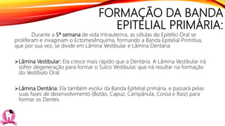 FORMAÇÃO DA BANDA
EPITELIAL PRIMÁRIA:
Durante a 5ª semana de vida Intrauterina, as células do Epitélio Oral se
proliferam e invaginam o Ectomesênquima, formando a Banda Epitelial Primitiva,
que por sua vez, se divide em Lâmina Vestibular e Lâmina Dentária
Lâmina Vestibular: Ela cresce mais rápido que a Dentária. A Lâmina Vestibular irá
sofrer degeneração para formar o Sulco Vestibular, que irá resultar na formação
do Vestíbulo Oral.
Lâmina Dentária: Ela também evolui da Banda Epitelial primária, e passará pelas
suas fases de desenvolvimento (Botão, Capuz, Campânula, Coroa e Raiz) para
formar os Dentes.
 
