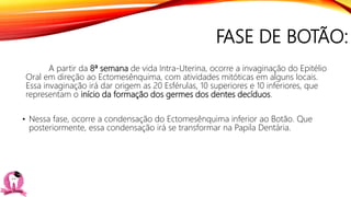 FASE DE BOTÃO:
A partir da 8ª semana de vida Intra-Uterina, ocorre a invaginação do Epitélio
Oral em direção ao Ectomesênquima, com atividades mitóticas em alguns locais.
Essa invaginação irá dar origem as 20 Esférulas, 10 superiores e 10 inferiores, que
representam o início da formação dos germes dos dentes decíduos.
• Nessa fase, ocorre a condensação do Ectomesênquima inferior ao Botão. Que
posteriormente, essa condensação irá se transformar na Papila Dentária.
 
