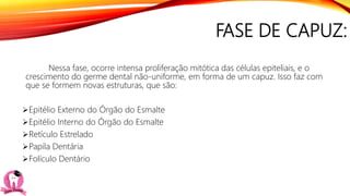 FASE DE CAPUZ:
Nessa fase, ocorre intensa proliferação mitótica das células epiteliais, e o
crescimento do germe dental não-uniforme, em forma de um capuz. Isso faz com
que se formem novas estruturas, que são:
Epitélio Externo do Órgão do Esmalte
Epitélio Interno do Órgão do Esmalte
Retículo Estrelado
Papila Dentária
Folículo Dentário
 