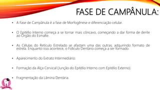 FASE DE CAMPÂNULA:
• A Fase de Campânula é a fase de Morfogênese e diferenciação celular.
• O Epitélio Interno começa a se tornar mais côncavo, começando a dar forma de dente
ao Órgão do Esmalte.
• As Células do Retículo Estrelado se afastam uma das outras, adquirindo formato de
estrela. Enquanto isso acontece, o Folículo Dentário começa a ser formado.
• Aparecimento do Extrato Intermediário.
• Formação da Alça Cervical (Junção do Epitélio Interno com Epitélio Externo).
• Fragmentação da Lâmina Dentária.
 