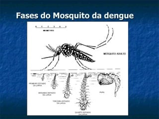 Fases do Mosquito da dengue 