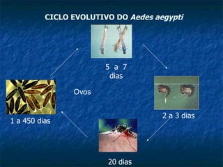 CICLO EVOLUTIVO DO  Aedes aegypti 5  a  7 dias 2 a 3 dias 20 dias 1 a 450 dias Ovos                                                                 