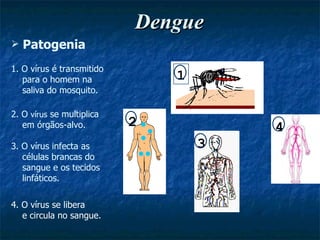 Dengue Patogenia 4. O vírus se libera  e circula no sangue. 3. O vírus infecta as  células brancas do  sangue e os tecidos linfáticos. 2. O  vírus  se multiplica  em órgãos-alvo. 1. O vírus é transmitido para o homem na  saliva do mosquito. 1 2 3 4 