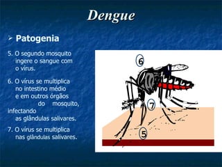 Dengue 5. O segundo mosquito ingere o sangue com o vírus. 6. O vírus se multiplica  no intestino médio e em outros órgãos do mosquito, infectando as glândulas salivares. 7. O vírus se multiplica nas  glândulas  salivares. Patogenia 6 7 5 