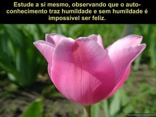Estude a si mesmo, observando que o auto-conhecimento traz humildade e sem humildade é impossível ser feliz. 
