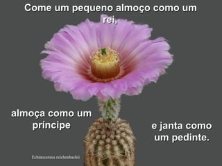 Echinocereus reichenbachii
Come um pequeno almoço como umCome um pequeno almoço como um
rei,rei,
almoça como umalmoça como um
príncipepríncipe e janta comoe janta como
um pedinteum pedinte..
 