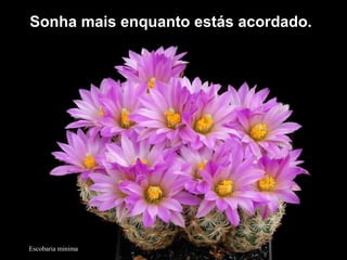 Escobaria minima
Sonha mais enquanto estás acordado.Sonha mais enquanto estás acordado.
 