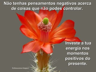 Echinocereus klapperi
Não tenhas pensamentos negativos acercaNão tenhas pensamentos negativos acerca
de coisas que não podes controlarde coisas que não podes controlar..
Investe a tuaInveste a tua
energia nosenergia nos
momentosmomentos
positivos dopositivos do
presentepresente..
 