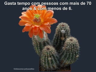 Echinocereus polyacanthus
Gasta tempo com pessoas com mais de 70Gasta tempo com pessoas com mais de 70
anos & com menos de 6.anos & com menos de 6.
 