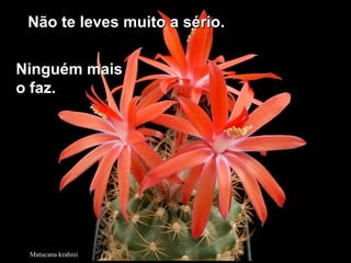 Matucana krahnii
Não te leves muito a sério.Não te leves muito a sério.
Ninguém maisNinguém mais
o faz.o faz.
 