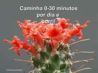 Cochemiea poselgeri
Caminha 0-30 minutosCaminha 0-30 minutos
por dia epor dia e
sorri!sorri!
 