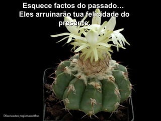 Discocactus pugionacanthus
Esquece factos do passado…Esquece factos do passado…
Eles arruinarão tua felicidade doEles arruinarão tua felicidade do
presente.presente.
 
