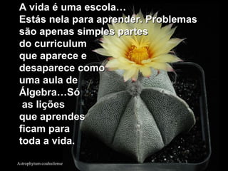 Astrophytum coahuilense
A vida é uma escola…A vida é uma escola…
Estás nela para aprender. ProblemasEstás nela para aprender. Problemas
são apenas simples partessão apenas simples partes
do curriculumdo curriculum
que aparece eque aparece e
desaparece comodesaparece como
uma aula deuma aula de
Álgebra…SóÁlgebra…Só
as liçõesas lições
que aprendesque aprendes
ficam paraficam para
toda a vida.toda a vida.
 
