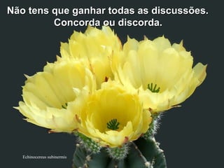 Echinocereus subinermis
Não tens que ganhar todas as discussões.Não tens que ganhar todas as discussões.
Concorda ou discordaConcorda ou discorda..
 