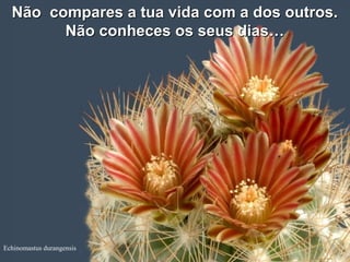 Echinomastus durangensis
Não compares a tua vida com a dos outros.Não compares a tua vida com a dos outros.
Não conheces os seus dias…Não conheces os seus dias…
 