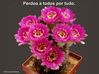 Lobivia peclardiana
Perdoa a todos por tudo.Perdoa a todos por tudo.
 