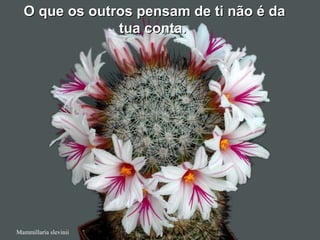 Mammillaria slevinii
O que os outros pensam de ti não é daO que os outros pensam de ti não é da
tua conta.tua conta.
 