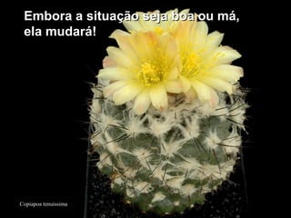 Copiapoa tenuissima
Embora a situação seja boa ou má,Embora a situação seja boa ou má,
ela mudará!ela mudará!
 